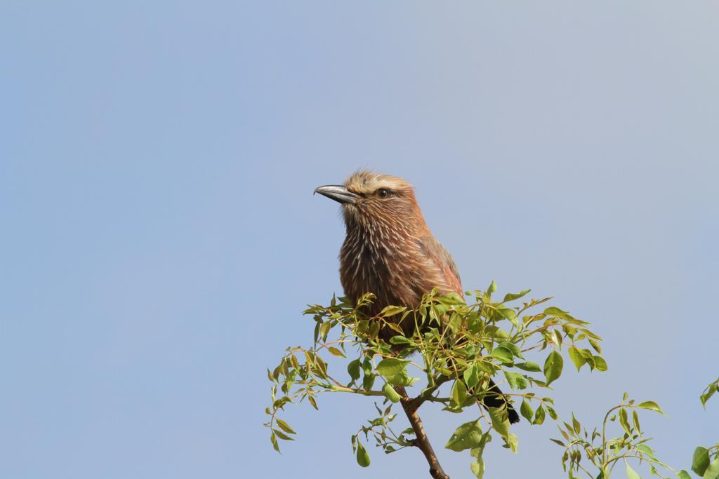 Treetops Marloth Park Exterior foto