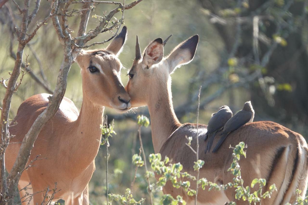 Treetops Marloth Park Exterior foto